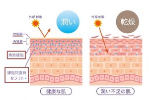 角質層のセラミドを中心とした皮膚断面図を表しています